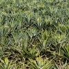 CostaRica - ananas 0463